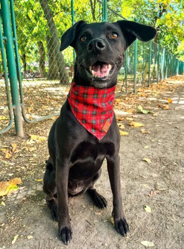 Kutyakendő választható mintával